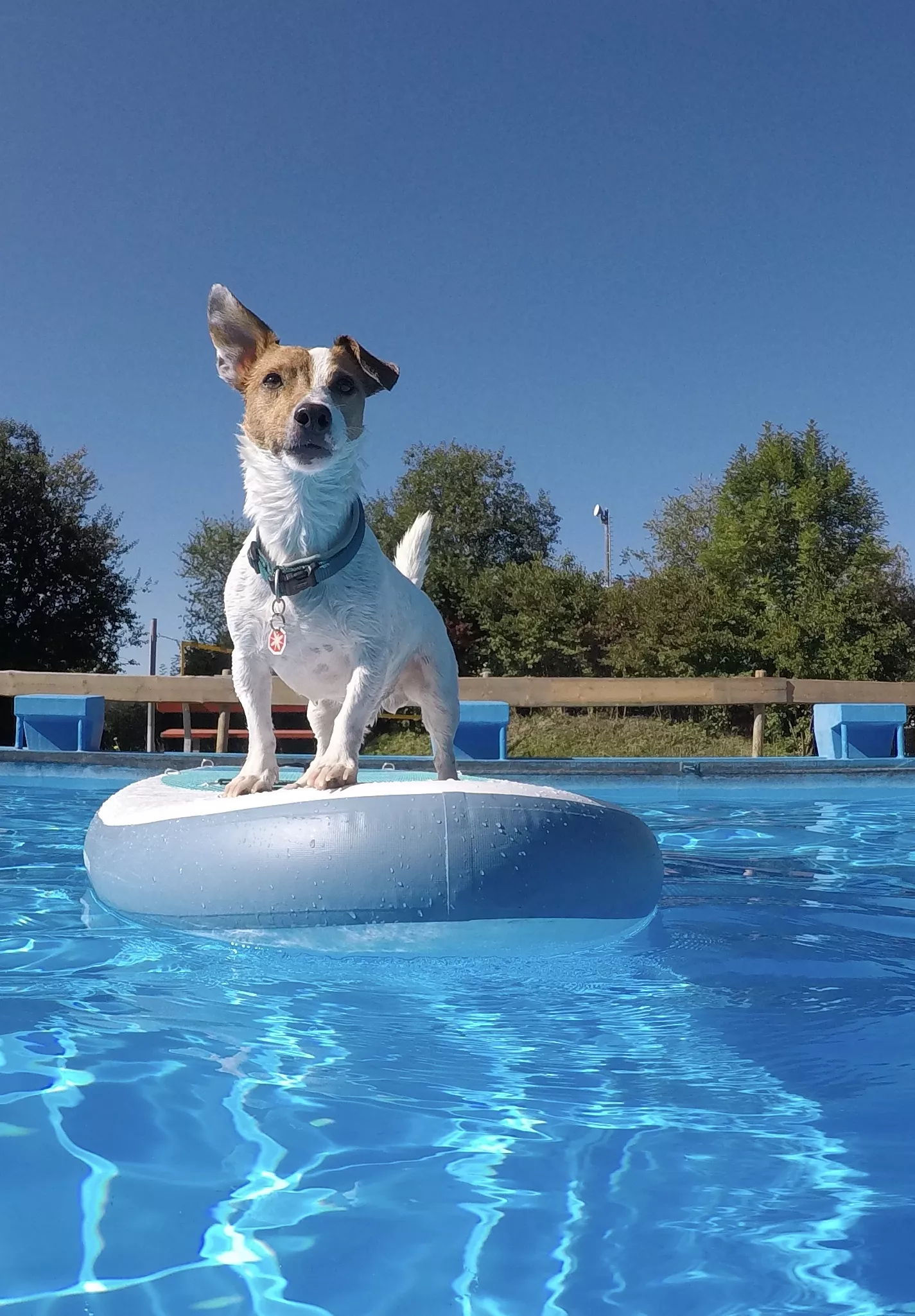 Jack Rüssel auf dem Surfboard